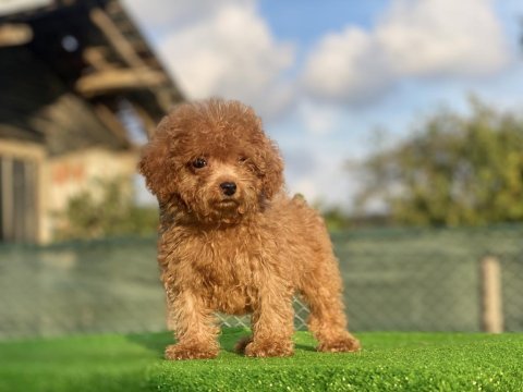 Toy poodle dişi erkek bebeklerim
