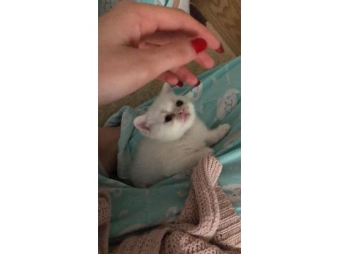İran chinchilla yavrular