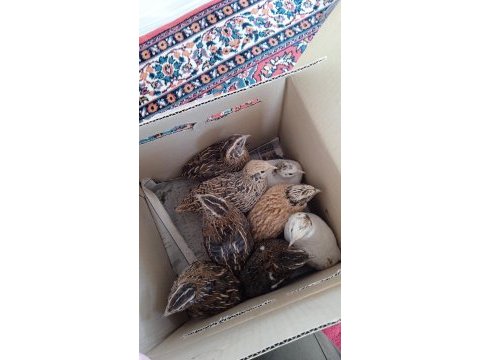 Kuluçkalık bıldırcın yumurtası