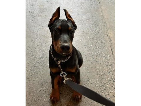 A kalite estetikli çok çok uyguna doberman yavrular