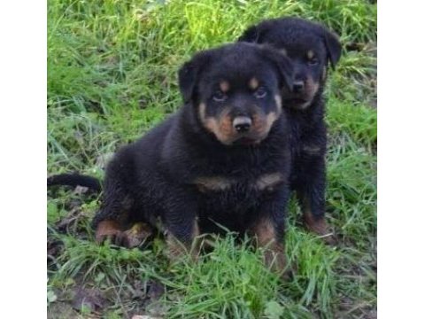 Elit patiler farkıyla rottweiler yavrular