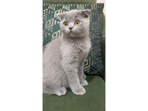 Scottish fold yavrular