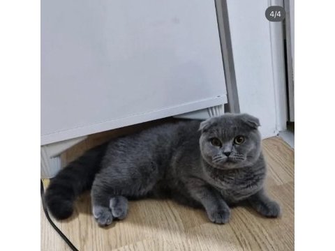 Scottish fold kızımıza yuva arıyoruz
