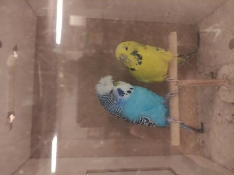 Şov jumbo muhabbet kuşlar