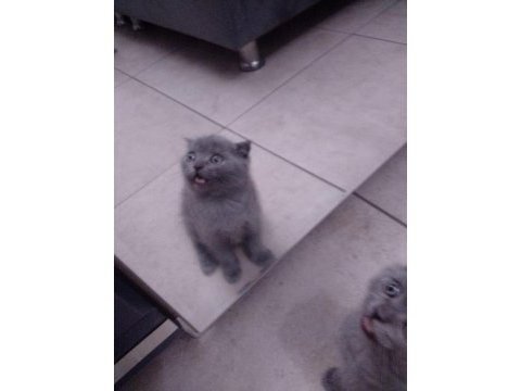Yine kalite yine scottish fold