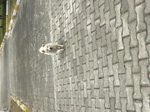 2 aylık dişi tonya finosu yavrusu