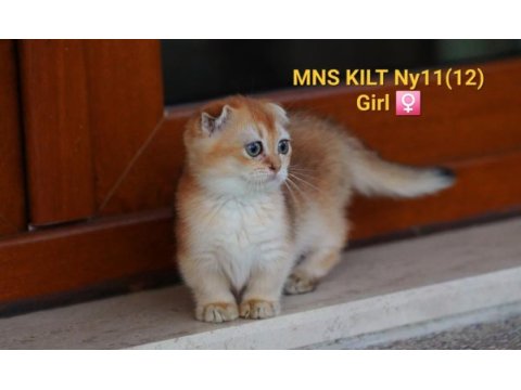 Munchkin kilt cüce golden scottish fold yavrumuz