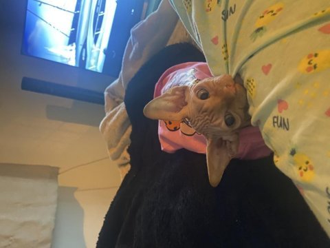 3 aylık erkek kanada sphynx