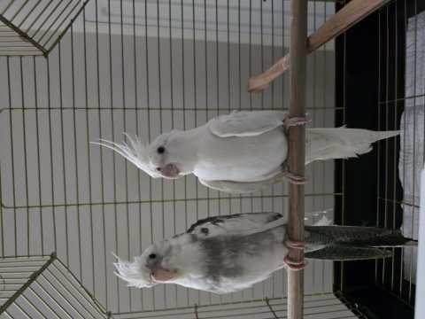 Sağlıklı sultan papağanı yavruları