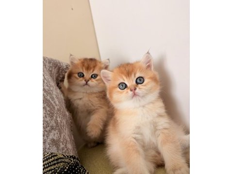 Golden british shorthair