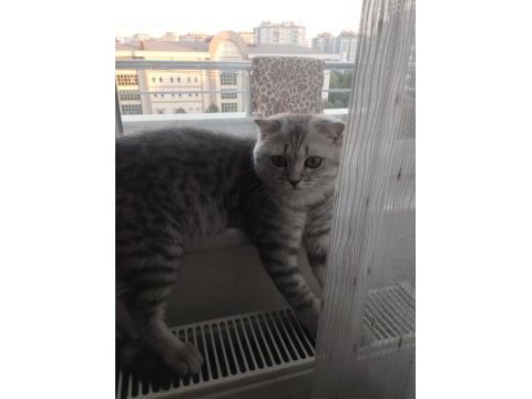 Uyumlu oyuncu kedimiz