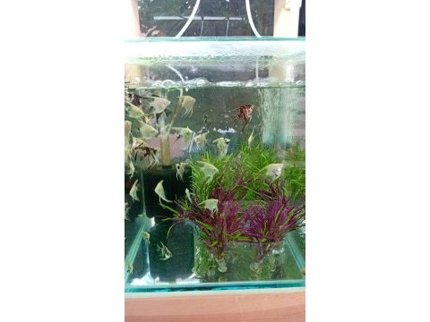 Gardenya petshop tum canlı doguran cesıtleri magazamızda