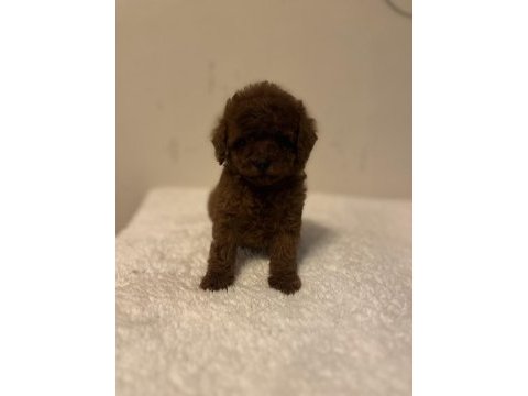 Toy korean poodle