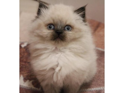 Safkan mavi göz british longhair