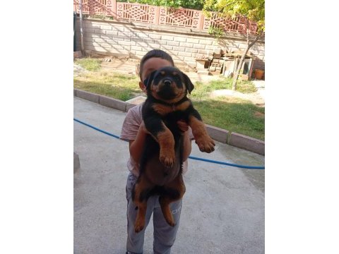 Yavru rottweiler üç aylık