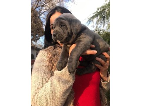 Üst kalite dev cane corso yavrularım