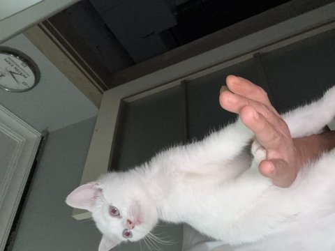 Pamuk minnak