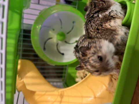 Çift gonzales hamster