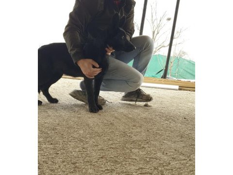 Irkının en iyisi siyah kurt köpeği