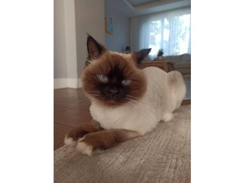 Ragdoll kedimiz için kalıcı ve sevgi dolu ev