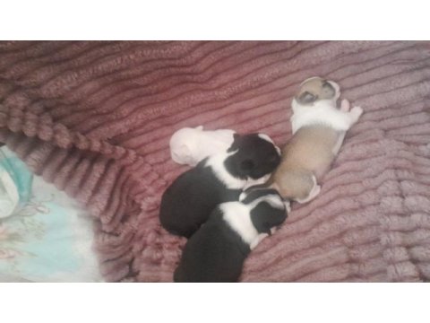 19 mayıs doğumlu köpekler yeni yuvasını arıyor