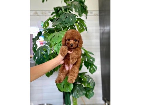 Safkan a kalite toy poodle bebeklerim