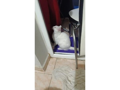Kısırlaştırılmış dişi kedimiz ücretsiz sahiplendirilecek