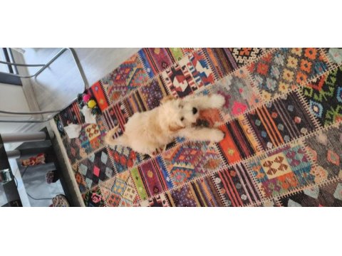 4 aylik yavru maltipoo