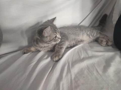 British shorthair erkek 28 nisan doğumlu