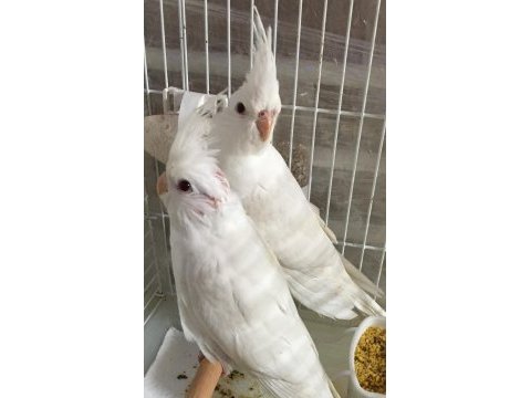 Uygun rakamlı lutino albino yavru bebek sultanlar