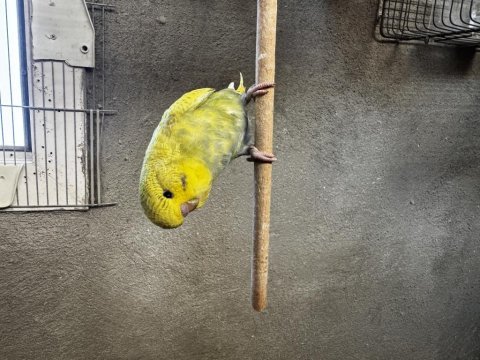 Muhabbet kuşu yavru jumbo