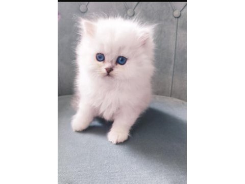 Tüylü british longhair şirinler teslime hazır