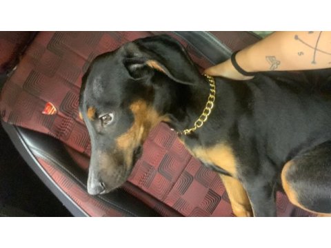 3 aylık dişi safkan doberman