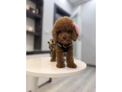 Güler yüzlü teddy face toy boy dişi poodle yavrumuz