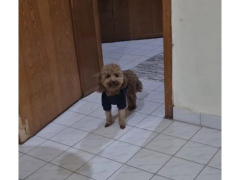 1 yaşında toy poodle