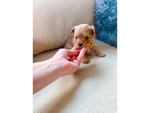 Show kalite tea cup morkie yavrularımız