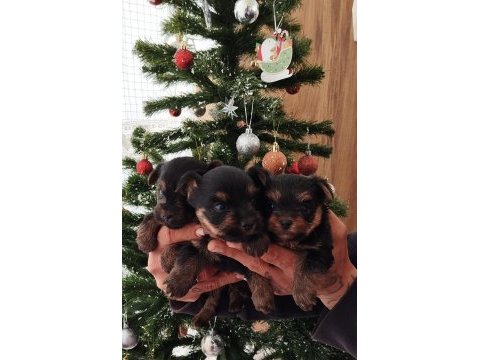 Yorkshire terrier yavrular