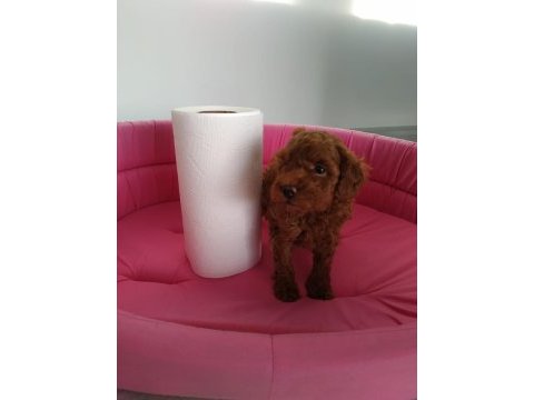 Redbrown toy poodle yavrularımız ziyarete açık