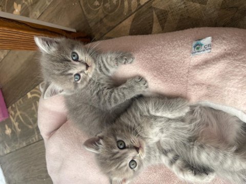 British shorthair yavruları
