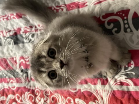 Scottish fold longhair iki aylık yavru