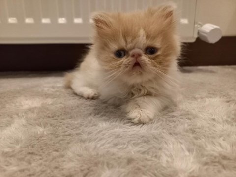 İran egzotik longhair 1 buçuk aylık erkek