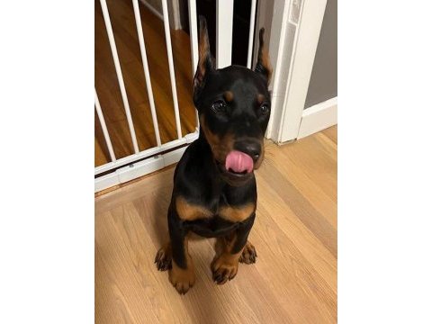 Fenasal estetikli doberman yavrular