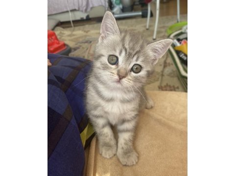 Çok sevimli oyuncu sağlıklı dişi british shorthair bebeğimiz