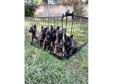 Belçika malinois (kurdu)