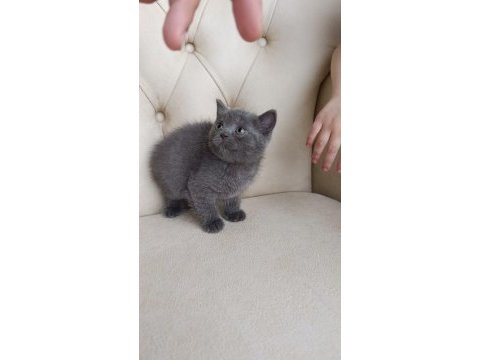 Safkan orijinal british shorthair yavrularımız