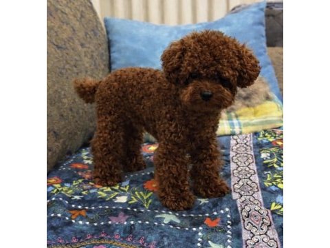 Teslime hazır teacup poodle yavrular