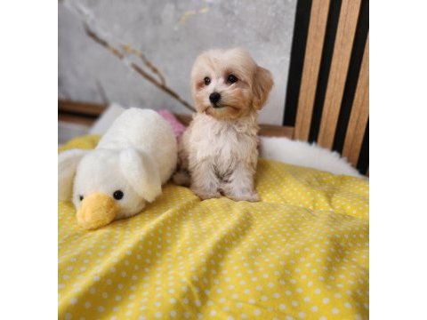 Maltipoo yavrular aileye katılmaya hazır
