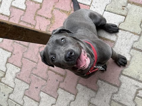 7.5 aylık dişi cane corso blue aşısı karnesi çipi tam