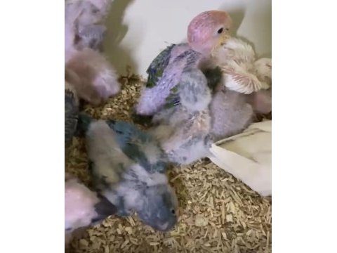 Orman bakanlığı belgeli yavru evcil caique papağanı