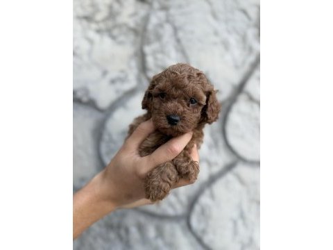 Eşsiz kalite toy poodle yavrularım